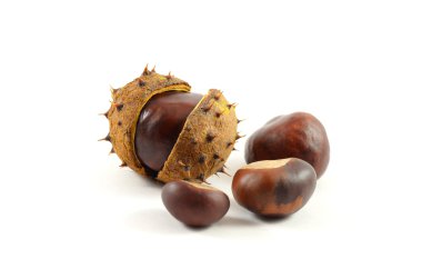 Chestnuts clipart