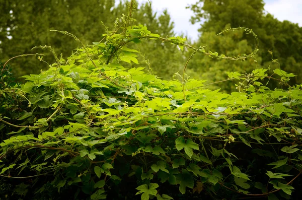 Πράσινο κισσός — Φωτογραφία Αρχείου