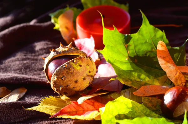 Castagno e foglie — Foto Stock