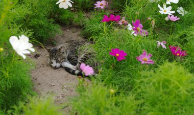 sokak kedisi çiçekler arasında sleeping