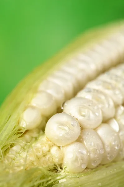 stock image Fresh Raw Sweet Corn Sprinkled with Water