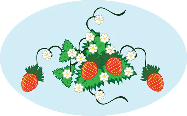 从孤立的背景上草莓浆果卷曲 — 图库矢量图片