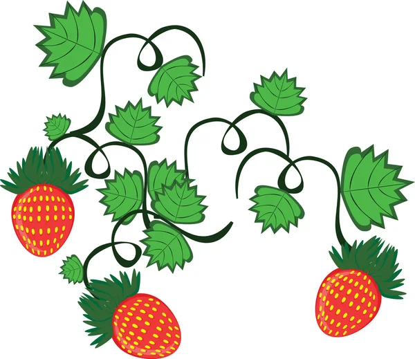 从孤立的背景上草莓浆果卷曲 — 图库矢量图片
