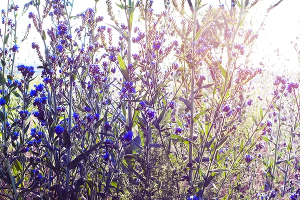 Beautiful blue flowers in sunlight — Stock Photo, Image