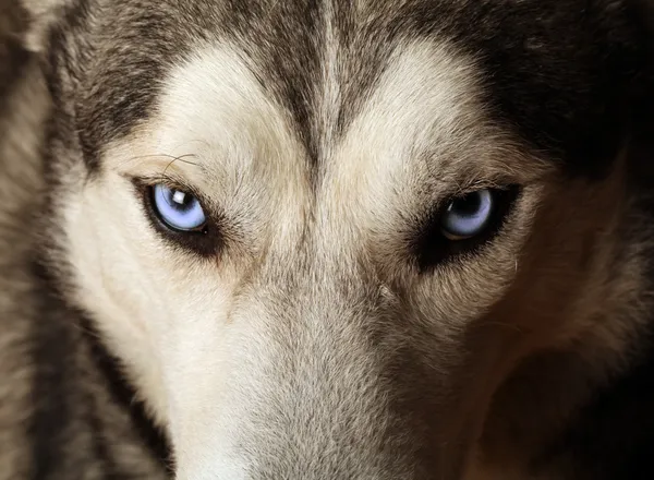 Olhos azuis Husky — Fotografia de Stock