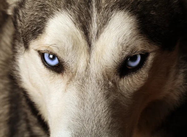 Olhos azuis Husky Fotografias De Stock Royalty-Free