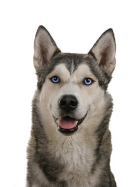 Sibirya Husky köpeği