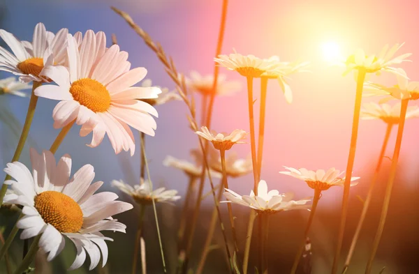 stock image Spring daisies at dawn