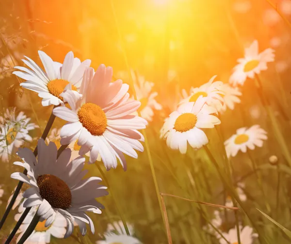 Spring daisies at dawn — Stock Photo, Image