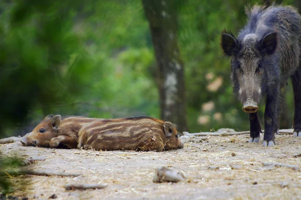 Yaban domuzu cinghiale — Stok fotoğraf
