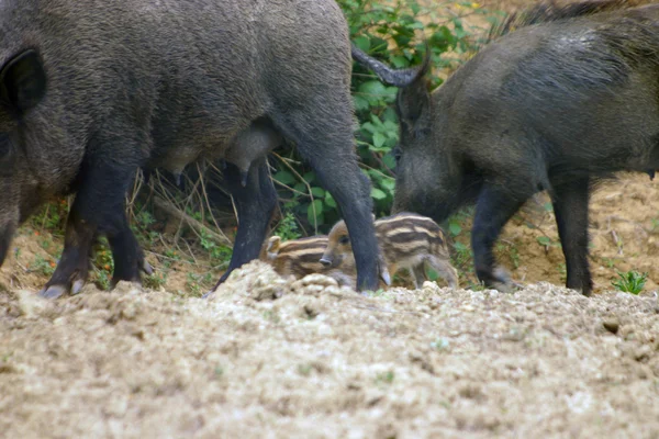 Yaban domuzu cinghiale — Stok fotoğraf