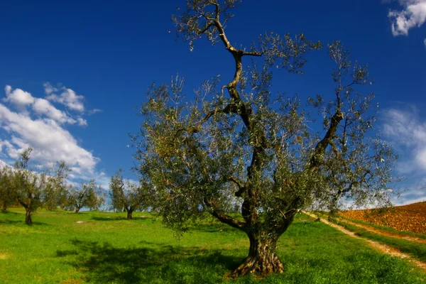 Landscape Tuscany Italia — Stock Photo, Image