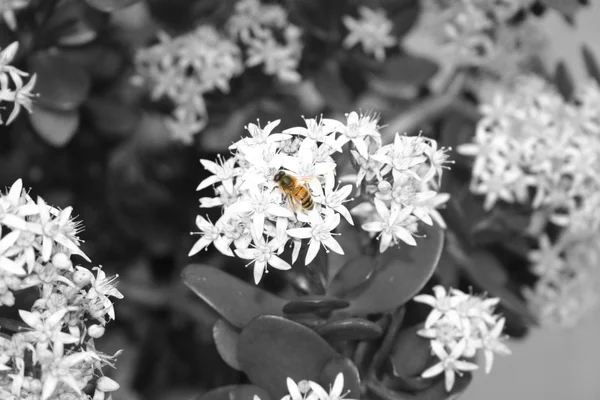 Abelha preta & branca — Fotografia de Stock