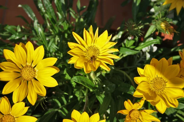 stock image Flowers