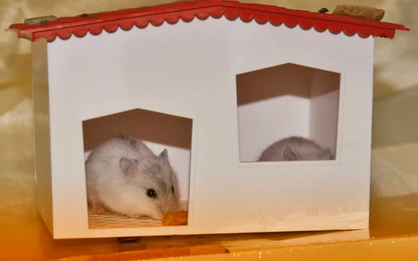 Hamsters — Stockfoto