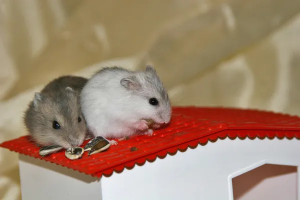 Hamsters en la casa —  Fotos de Stock