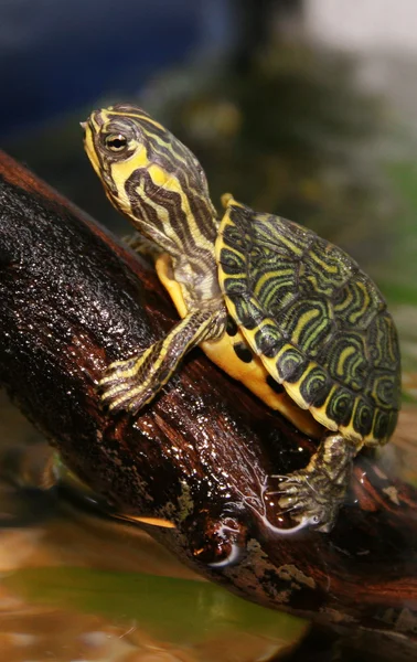 Sköldpadda Stockbild
