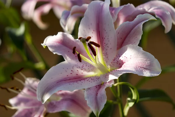 Lilium, close up, flower, — Stock Photo, Image