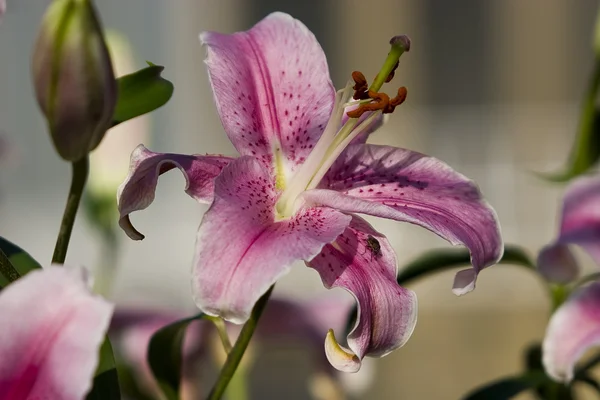 Lilium, close-up, bloem, — Stockfoto