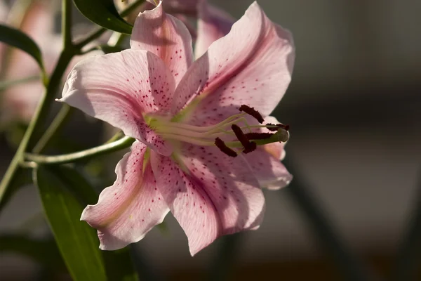 Lilium, close up, flower, — Stock Photo, Image