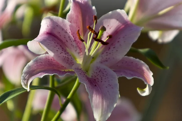 Lilium, de cerca, flor , —  Fotos de Stock