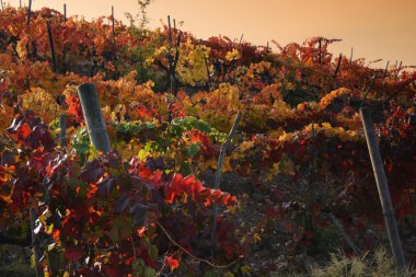 Tuscan chianti vidalar