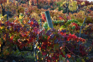 Tuscan chianti vidalar