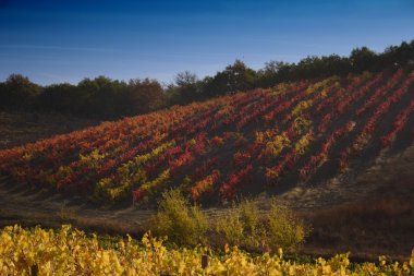 Tuscan chianti vidalar