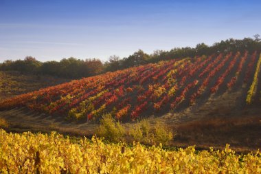 Tuscan chianti vidalar