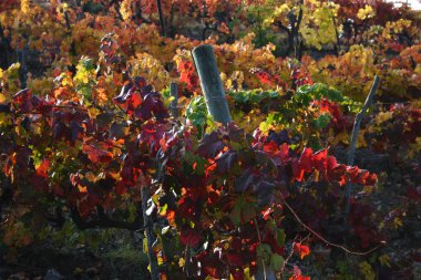 Tuscan chianti vidalar