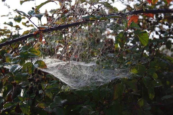 La toile d'araignée — Photo