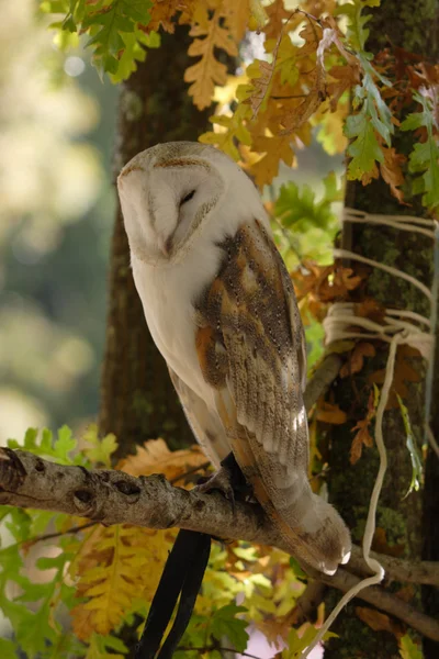 Bird, owl, barbaggianni, woods, — Stock Photo, Image
