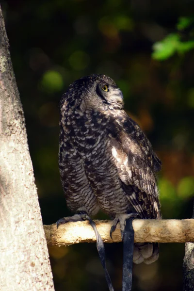 Bird, owl, barbaggianni, woods, — Stock Photo, Image
