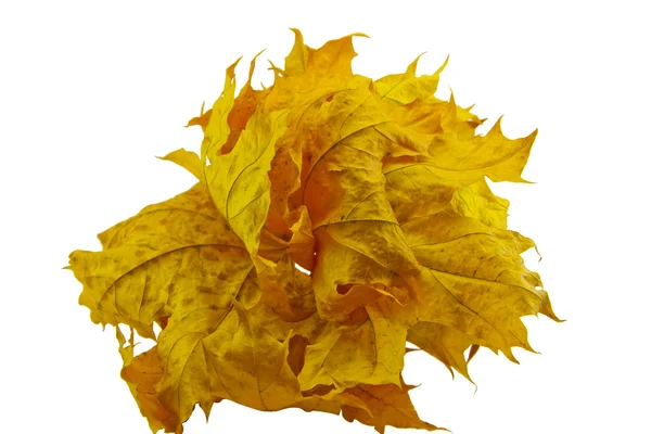 akçaağaç yaprakları