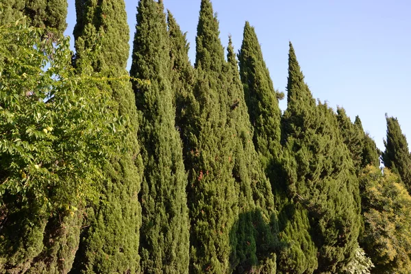 Cypresses — Stock Photo, Image