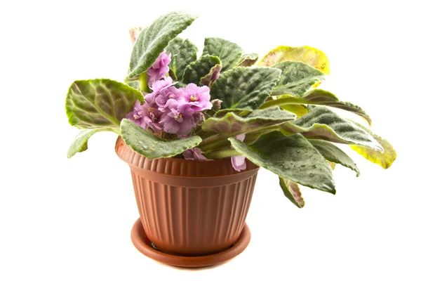 çiçek açması Menekşe