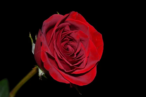 Vörös rózsa Stock Kép