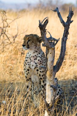 Cheetah On Alert clipart