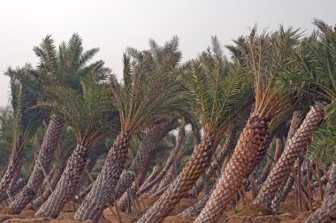 üfleme ağaçları