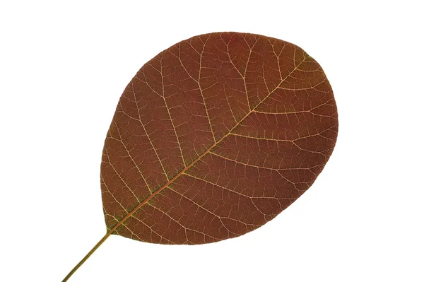 Stock image Single leaf close up