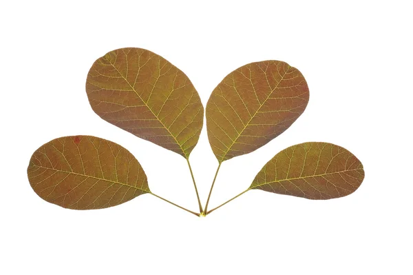 Quattro foglie — Foto Stock