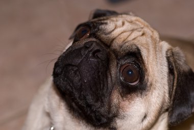 Köpek yukarı bakıyor.