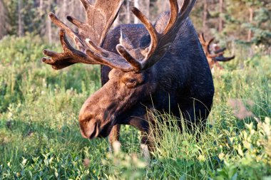 Bull moose image clipart