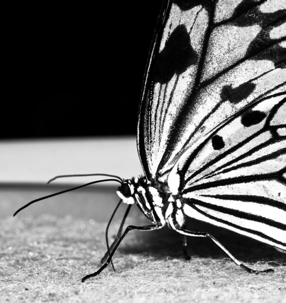 stock image Butterfly