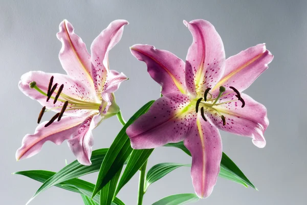 Stock image Lily image