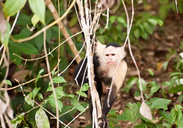 Stock image Young monkey