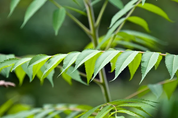 stock image Leaf image