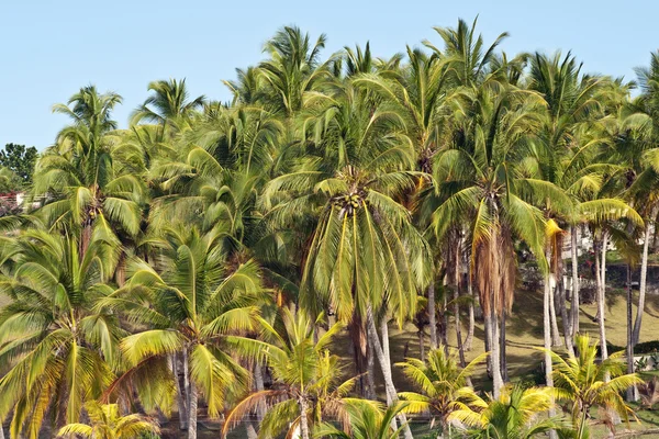 Сад пальм — стоковое фото