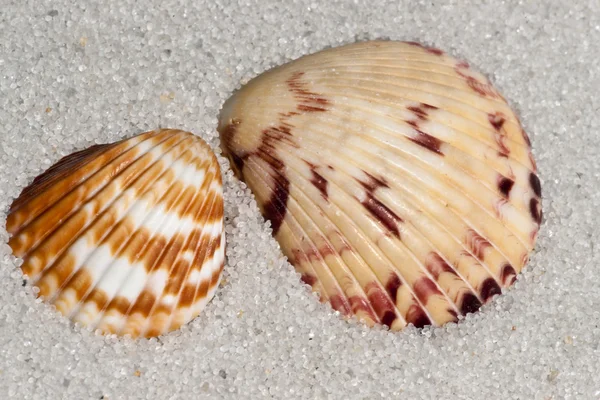 ムール貝のシェルのサンプル — ストック写真