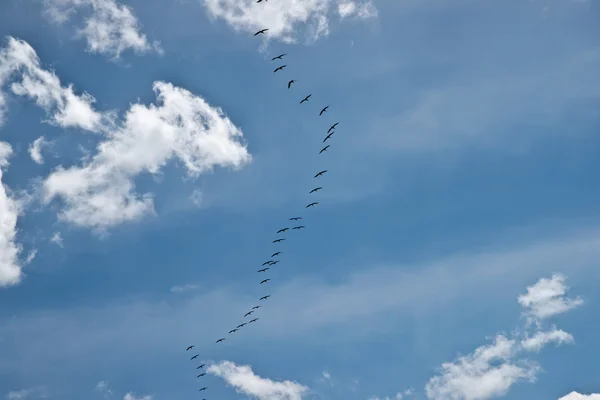 Fåglar som flyger i v-formation — Stockfoto